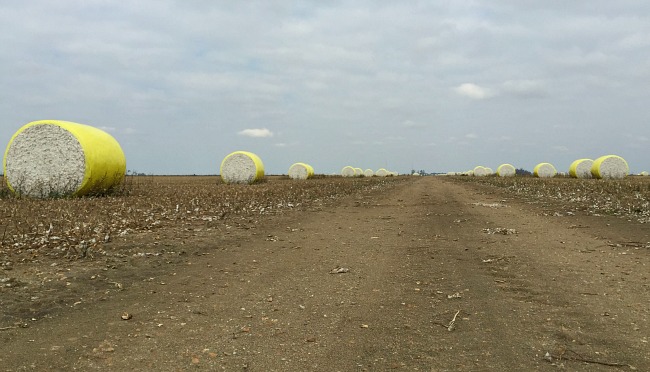 Cotton-in-the-Delta